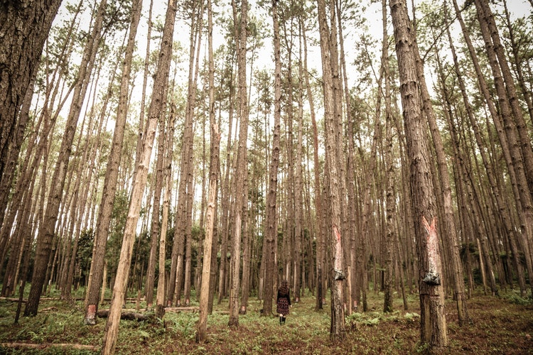 Woman in Woods